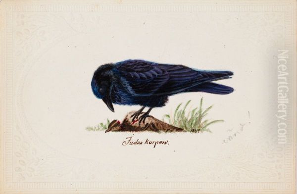 Tame Raven "Judas" - view 1
