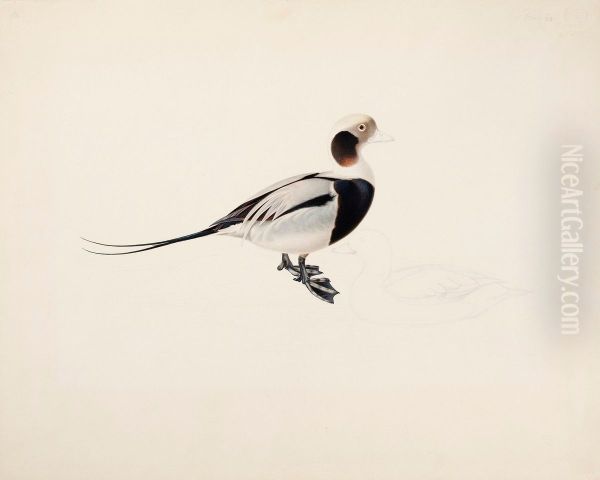 Long-tailed Duck - view 1