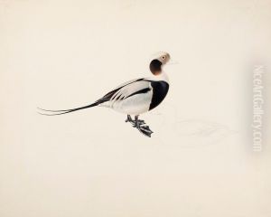Long-tailed Duck by Magnus Von Wright