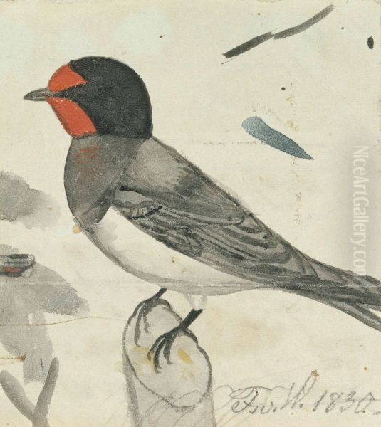 Barn Swallow - view 1