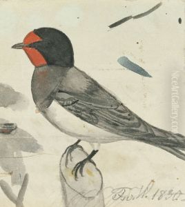 Barn Swallow