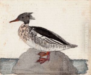 Red-Breasted Merganser by Ferdinand von Wright