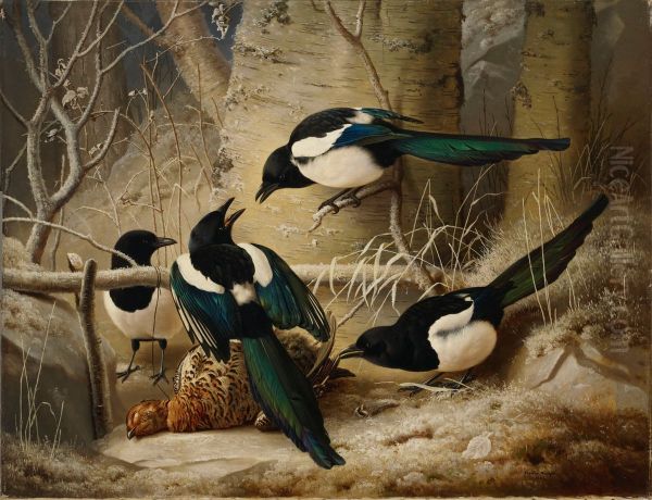 Magpies round a Dead Woodgrouse - view 1