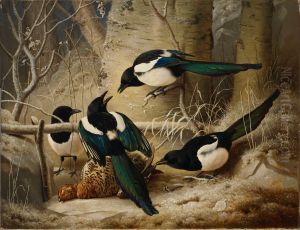 Magpies round a Dead Woodgrouse