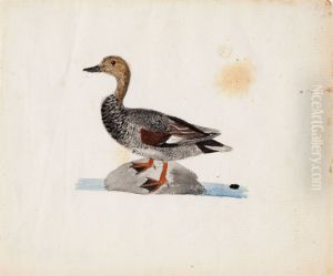 Gadwall by Ferdinand von Wright