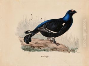 Black Grouse Black Grouse