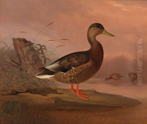 Heinasorsa