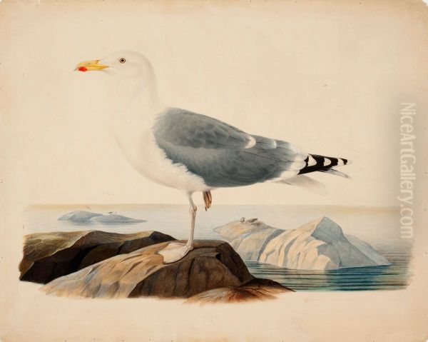 European Herring Gull - view 1