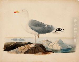 European Herring Gull European Herring Gull