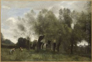 Pollard Willows
