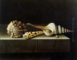 Still Life with Shells by Adriaen Coorte