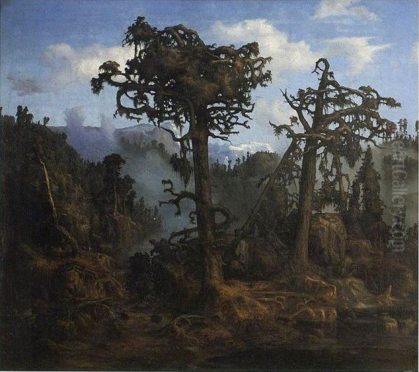 Old Pine Trees - view 1