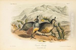 Illustrations Of The Birds Of California, Texas, Oregon, British And Russian America by John Cassin