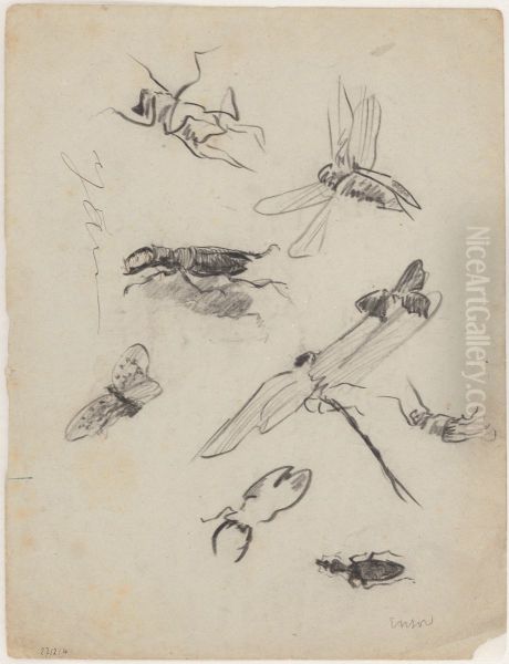 insects - view 1