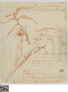 Studies van bladeren en vruchten van een kastanjeboom by Jan Anton Garemyn