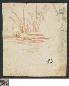 Waterlelie