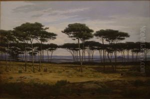 Les pins de Pledeliac Les pins de Pledeliac