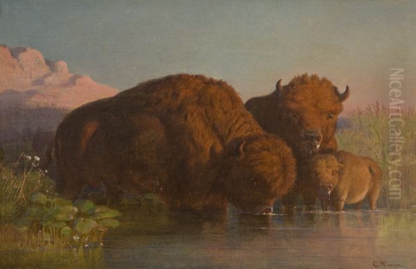 Buffalo Drinking - view 1