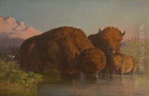 Buffalo Drinking by Karl Ferdinand Wimar