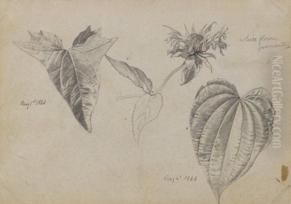 Plant Study - view 1