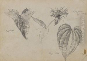 Plant Study Plant Study