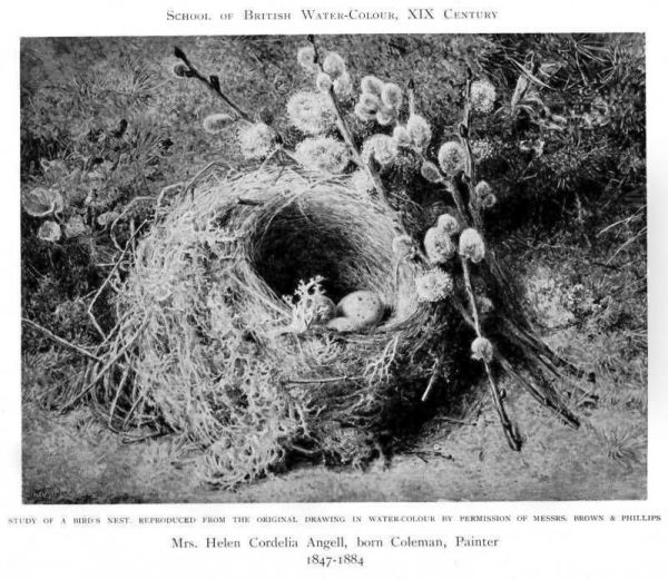 Study of a bird's nest - view 1