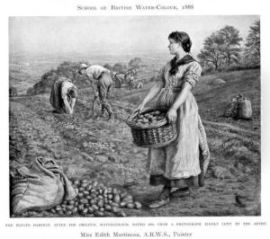 Potato Harvest Potato Harvest
