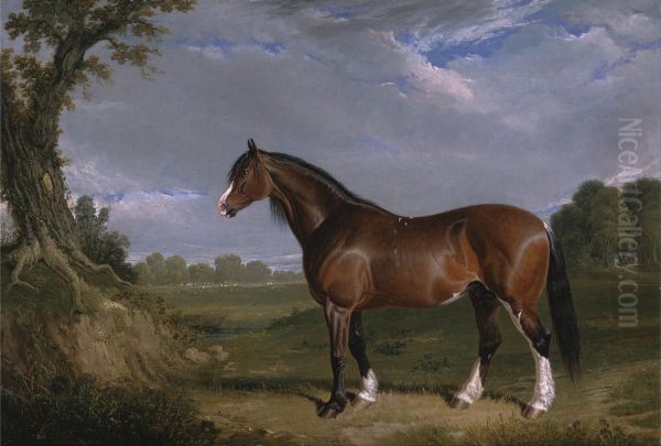 A Clydesdale Stallion - view 1