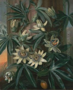 Blue Passion Flower, for the "Temple of Flora" by Robert Thornton