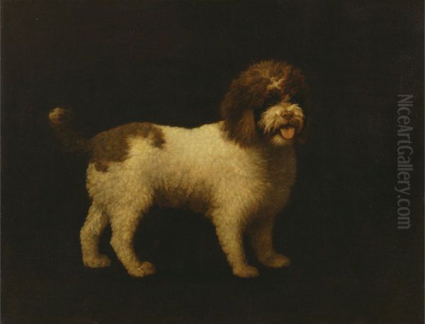 Water Spaniel - view 1