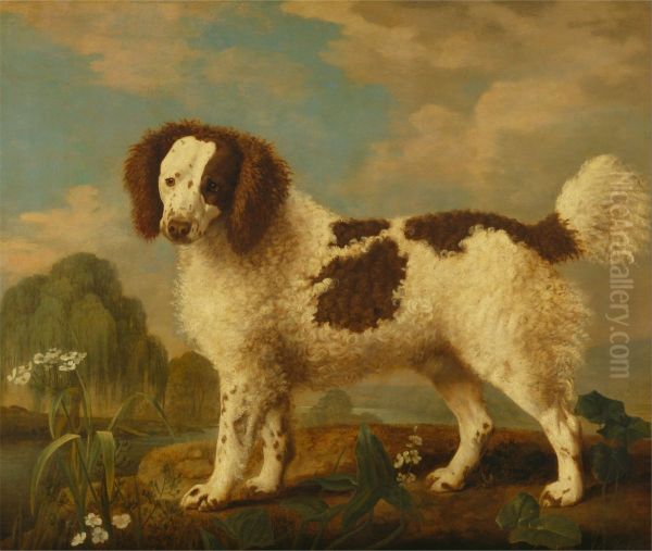 Brown and White Norfolk or Water Spaniel - view 1