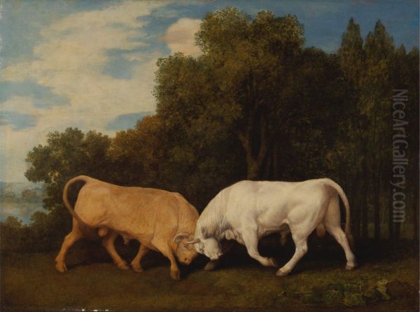 Bulls Fighting - view 1