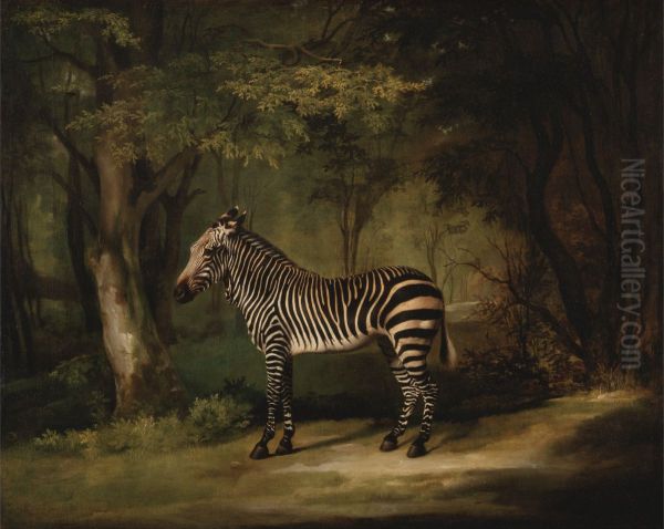 Zebra - view 1