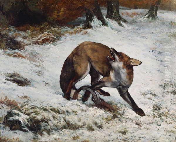 Renard pris dans un piege - view 1