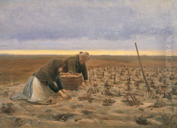 Potato Harvest - view 1