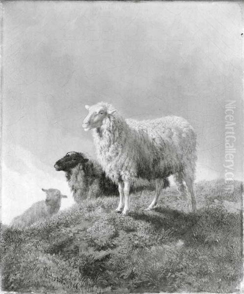Schapen in een weide - view 1