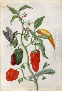Indian pepper with examples of a butterfly, chryslais and caterpillar by Maria Sibylla Merian