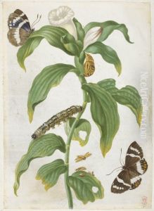Plant with white trumpet-shaped flower, with two examples of a brown butterfly by Maria Sibylla Merian