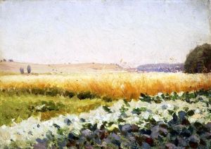 Field of cabbage