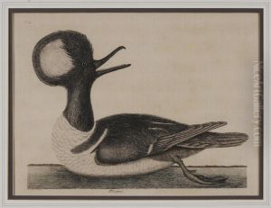 Mergus by Mark Catesby