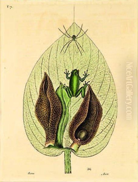 Skunk Cabbage And Tree Frog - view 1