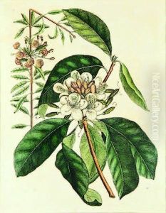 Rhododendron With Mountain Laurel by Mark Catesby