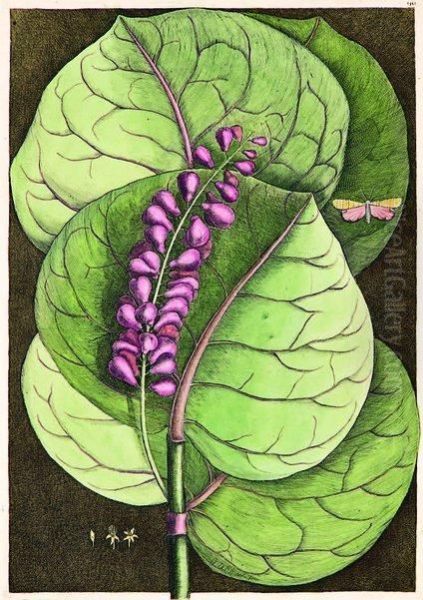 Mangrove Grape Tree - view 1