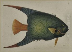 Illustration by Mark Catesby