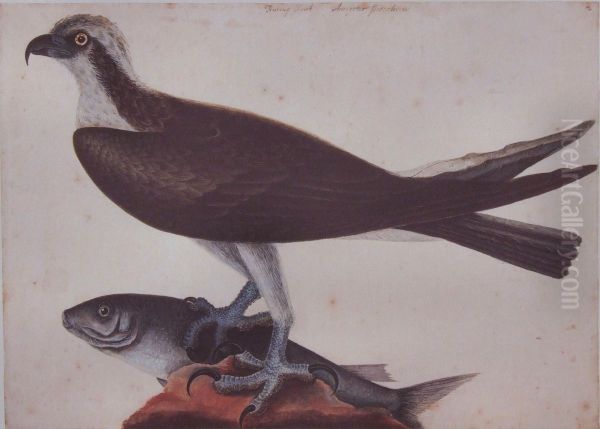 Exotic Birds And Animals - view 1