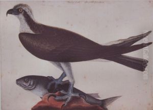 Exotic Birds And Animals by Mark Catesby