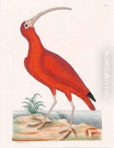 Scarlet Ibis by Mark Catesby