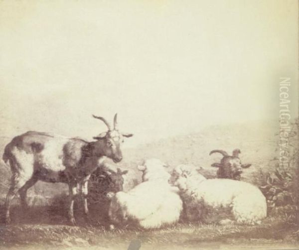 Sheep and Goats - view 1