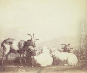 Sheep and Goats Sheep and Goats