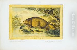 Animals Drawn From Nature And Engraved In Aqua-tinta. by Charles, Catton Jnr.